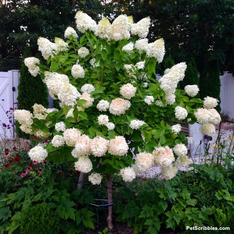 Limelight Hydrangea Tree covered in flowers ranging from pale lime to ivory to partially pink