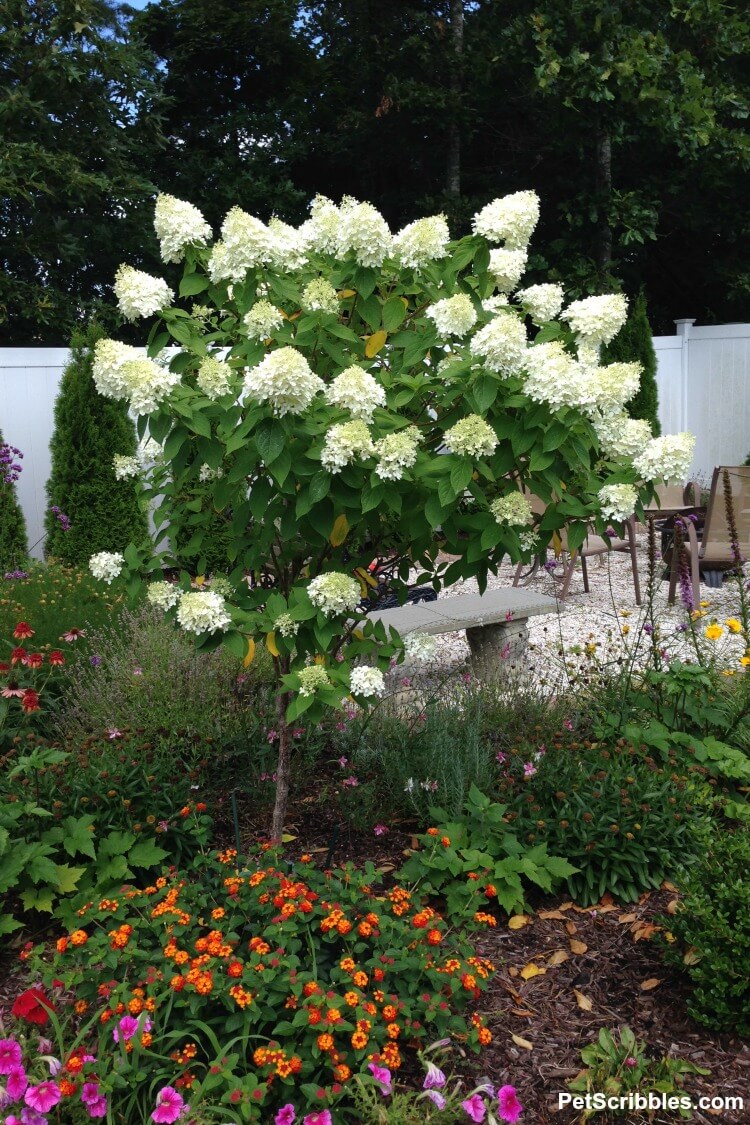 Limelight Hydrangea tree in full bloom