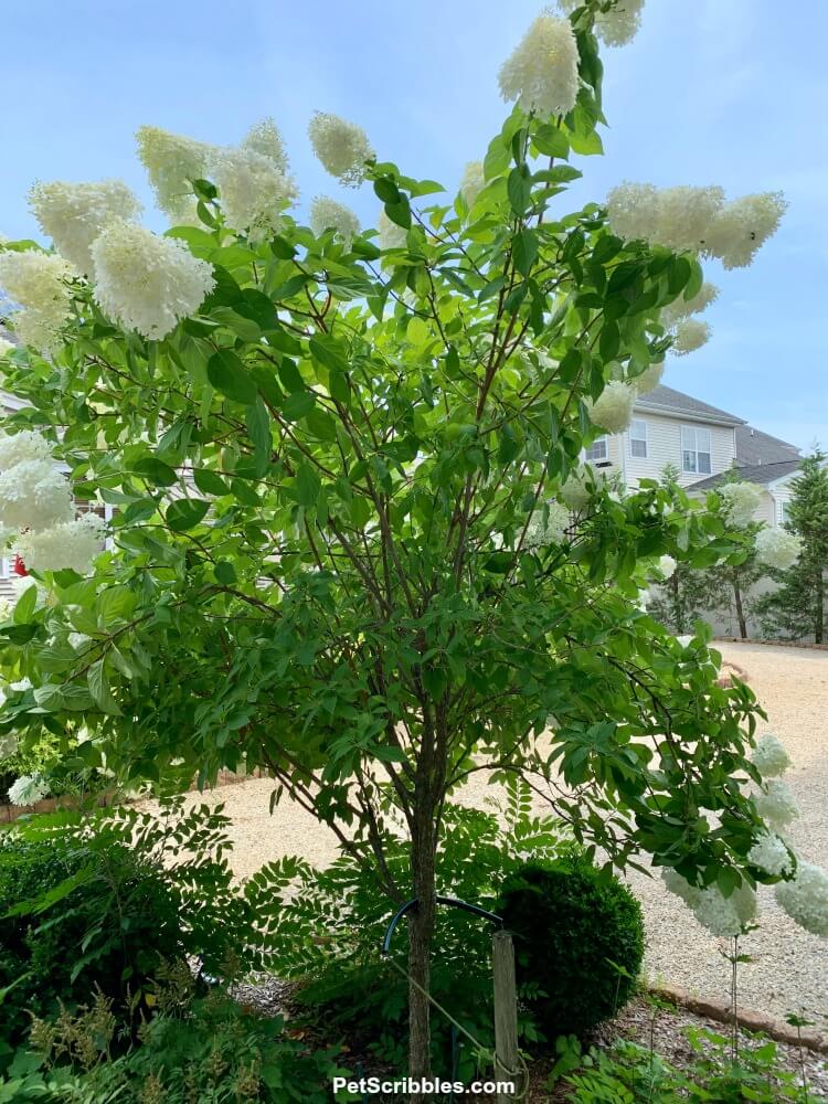 back view of a Limelight Hydrangea Tree that is top heavy