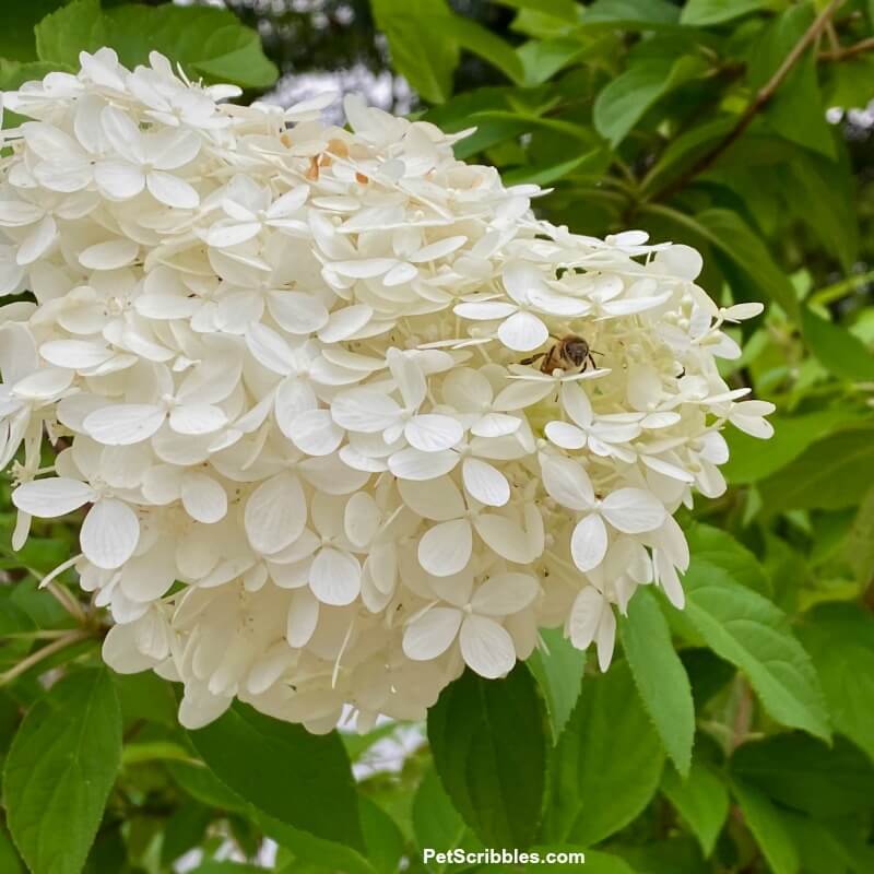 a bee on a white hydrangea flower