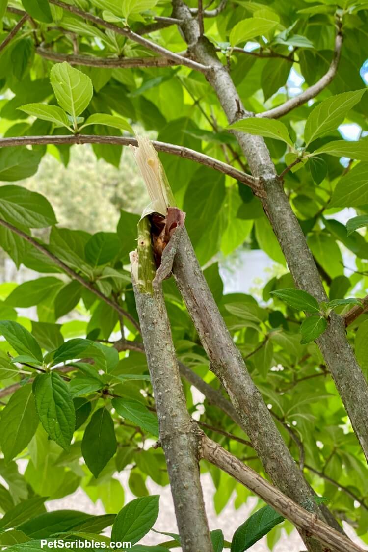 broken branch from top heavy hydrangea tree flowers