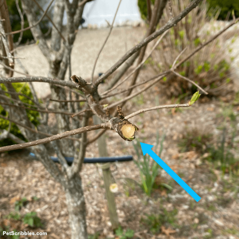 arrow shows freshly cut tree branch