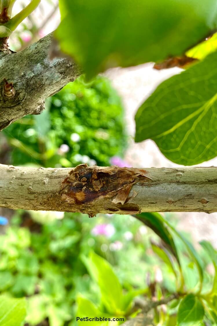 damaged stem on Limelight Hydrangea Tree from crossing branches rubbing against each other