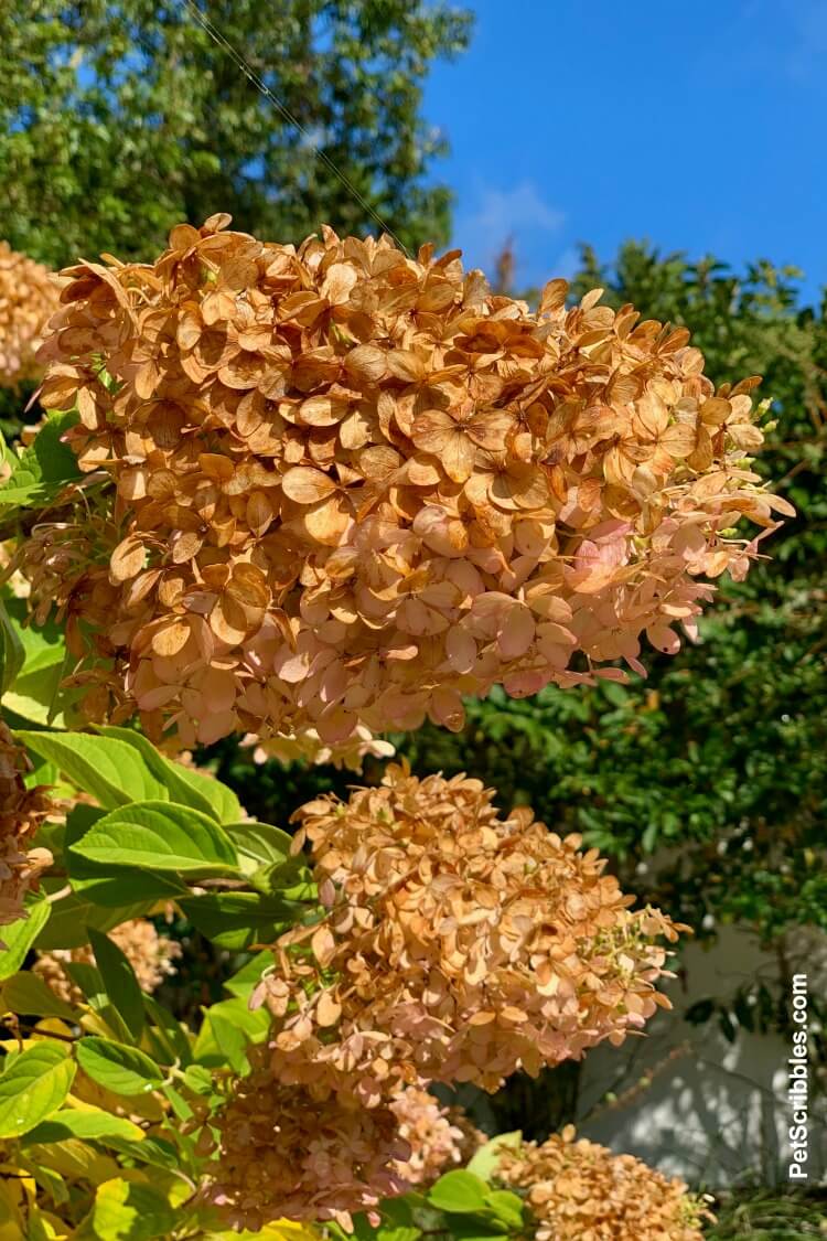 dried Limelight Hydrangea Tree flowers