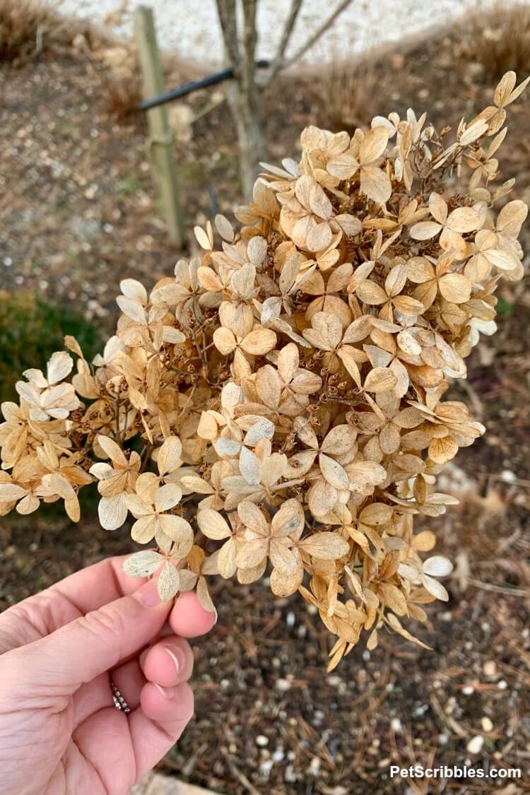 dried flowers of a Limelight Hydrangea Tree