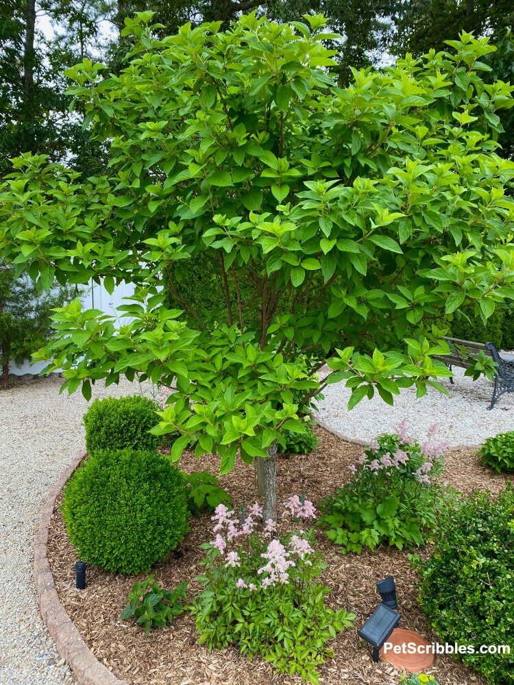 early Summer bright green leaf growth on a Limelight Hydrangea Tree in the garden