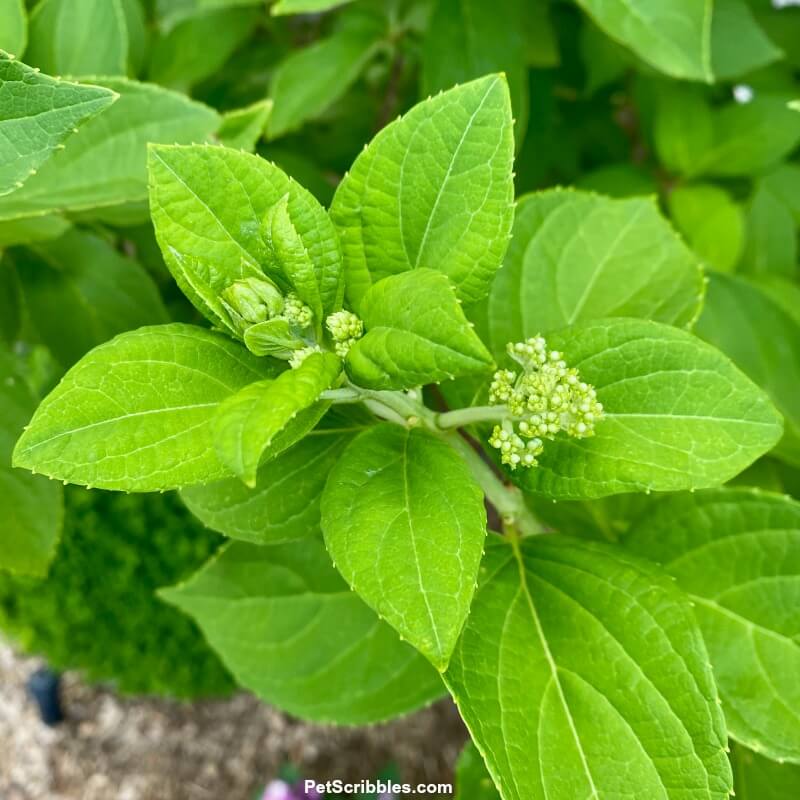 flower buds forming on limelight hydrangea tree