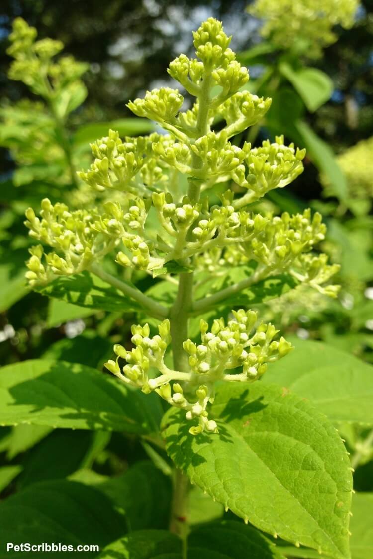 flower buds on limelight hydrangea tree