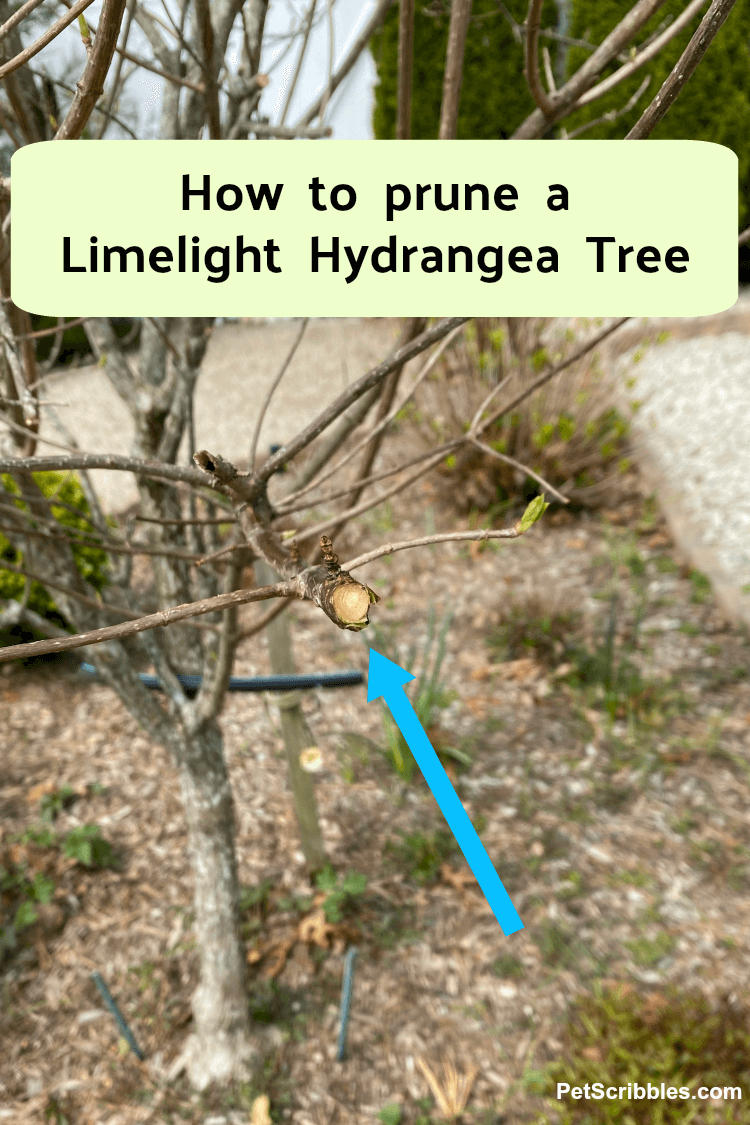 how to prune a Limelight Hydrangea Tree