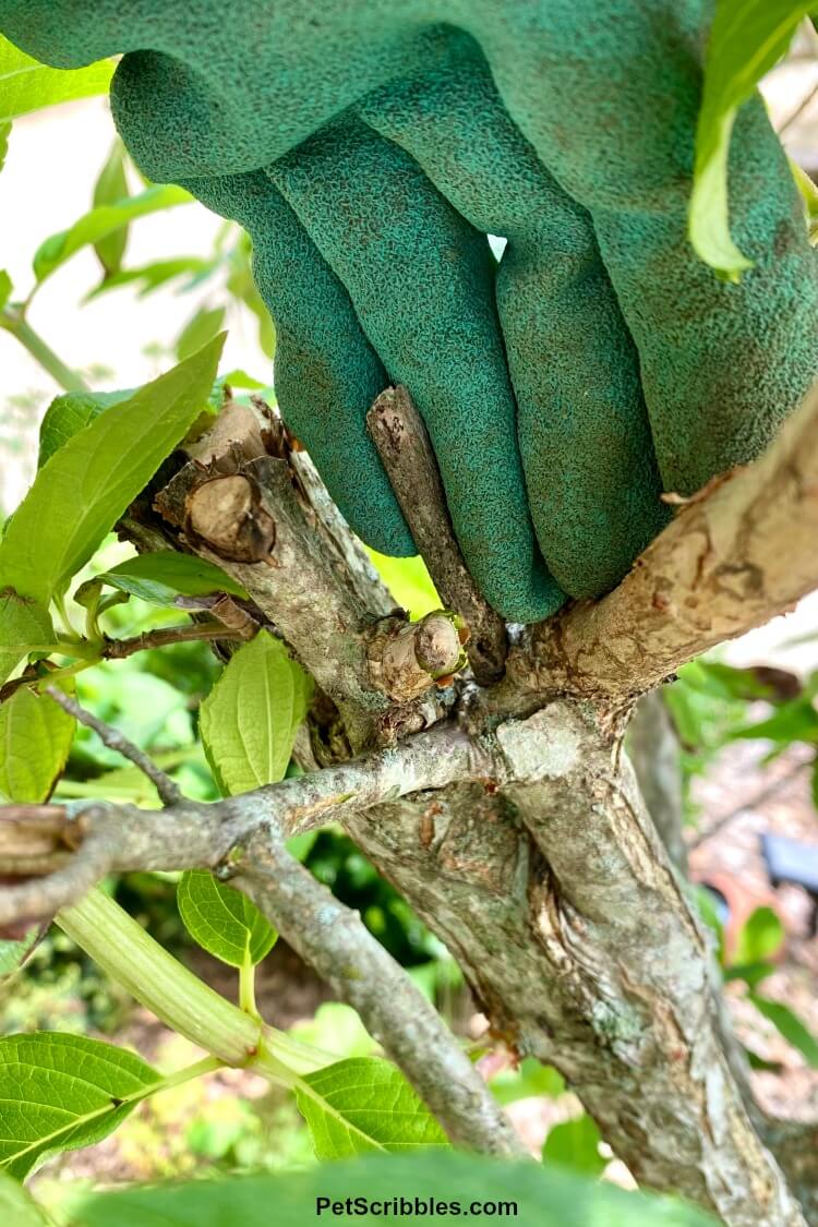 shows where pruning cut was made on a hydrangea tree