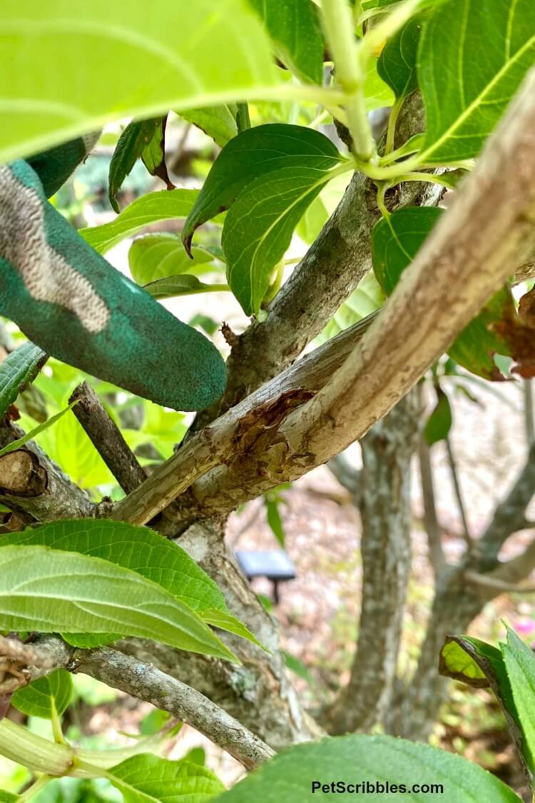 shows how to prune crossing branches