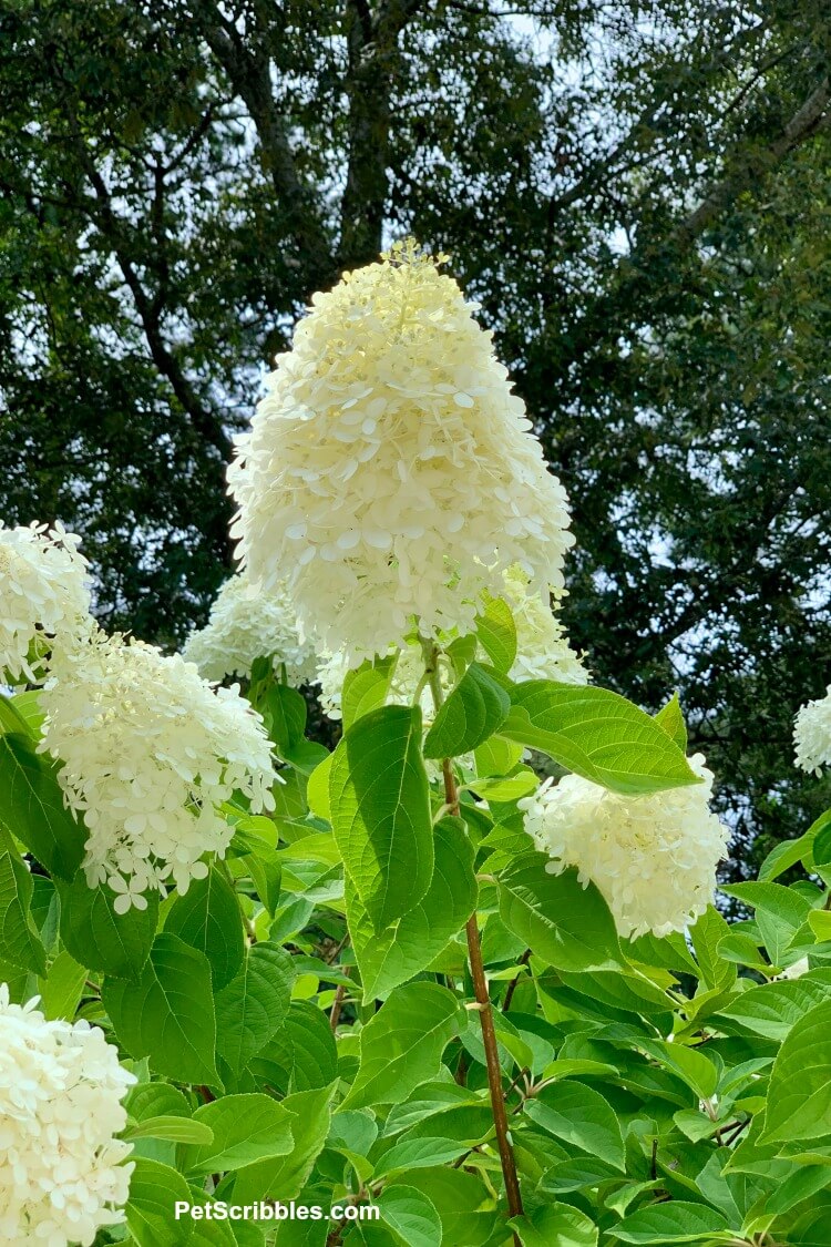 ivory hydrangea tree flower in front of dark green trees and blue sky