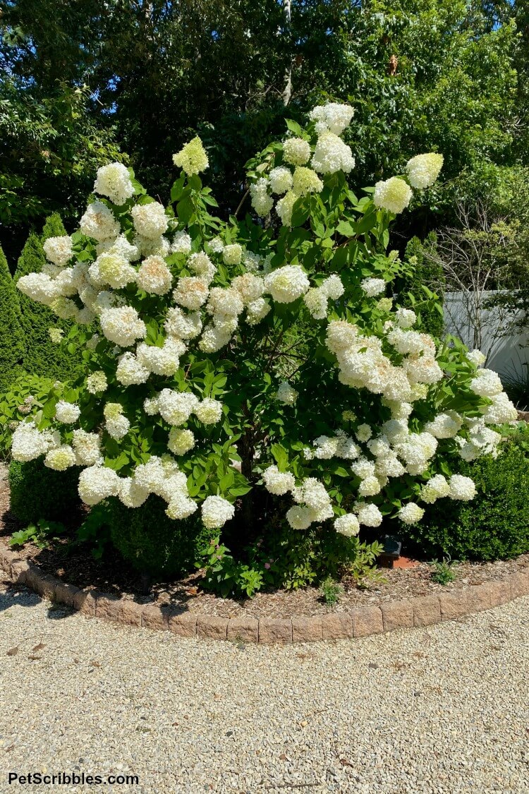 hydrangea tree top heavy with broken branches and heavy blooms