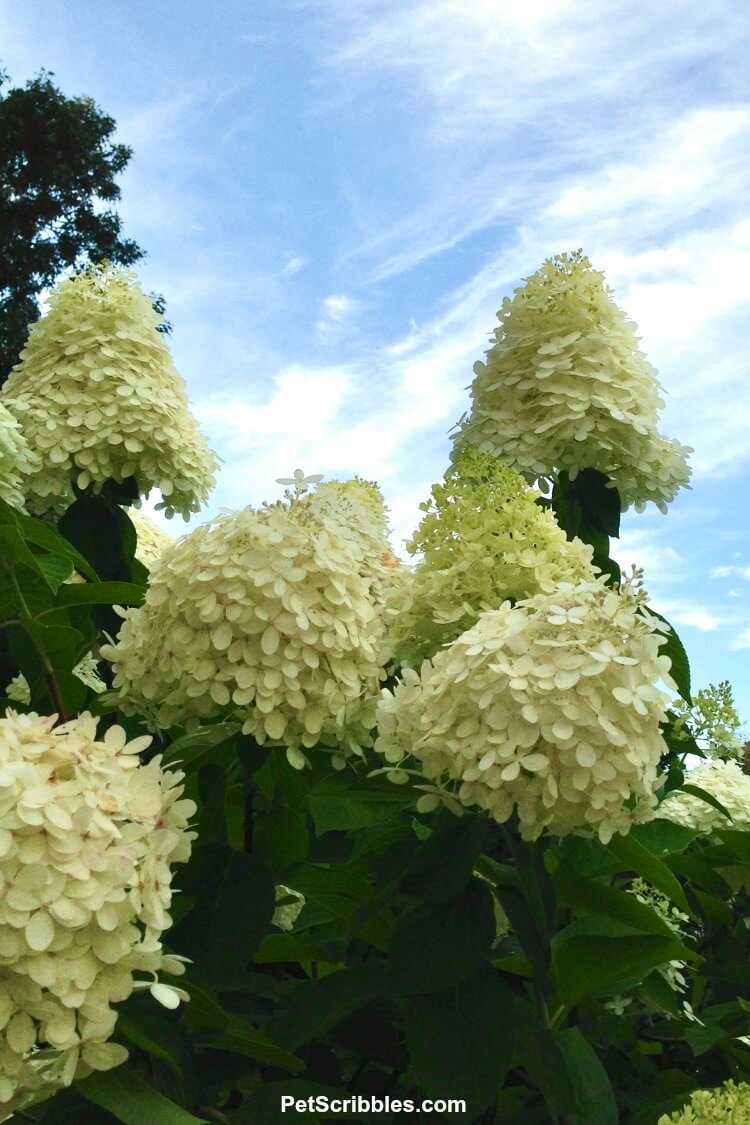 large limelight hydrangea flower heads against a blue sky