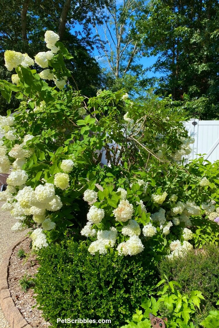 limelight hydrangea tree blooms too heavy