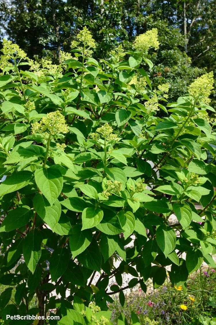 limelight hydrangea tree covered in flower buds