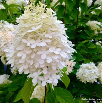 Limelight Hydrangea Tree Care and Pruning - Garden Sanity by Pet Scribbles