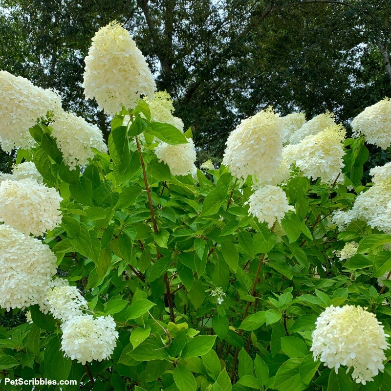 limelight hydrangea tree flowers