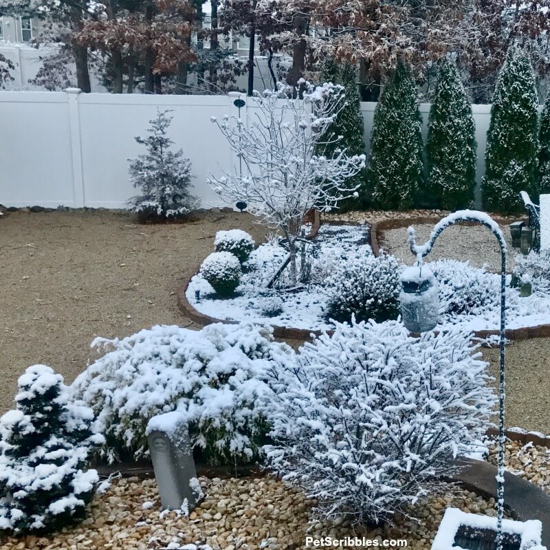 limelight hydrangea tree in Winter