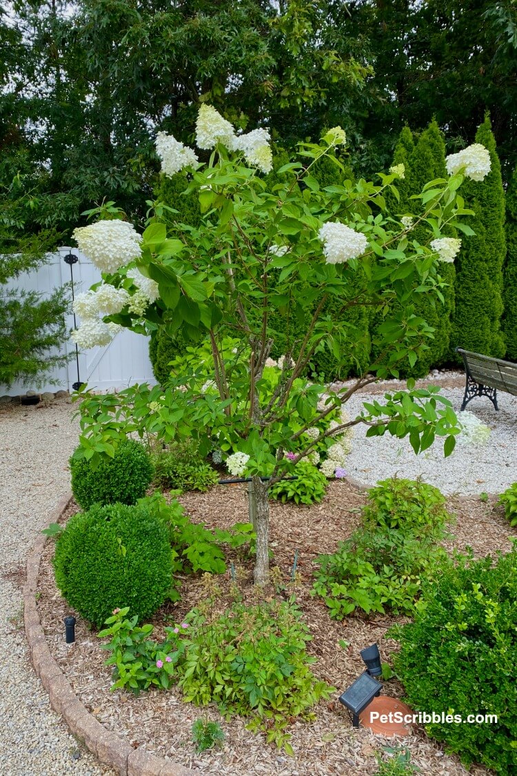 freshly pruned hydrangea tree after tropical storm damage