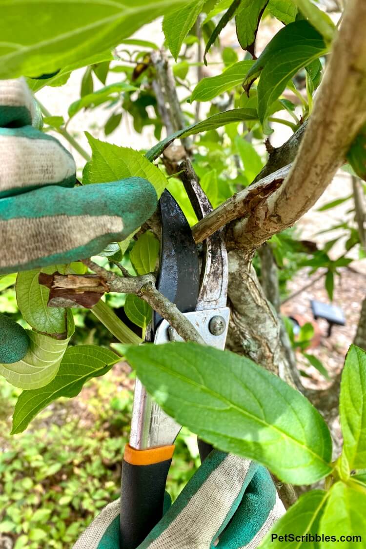 limelight hydrangea tree pruning with hand pruners