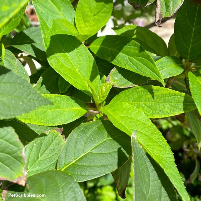 close up of new leaf growth on limelight hydrangea tree after tropical storm