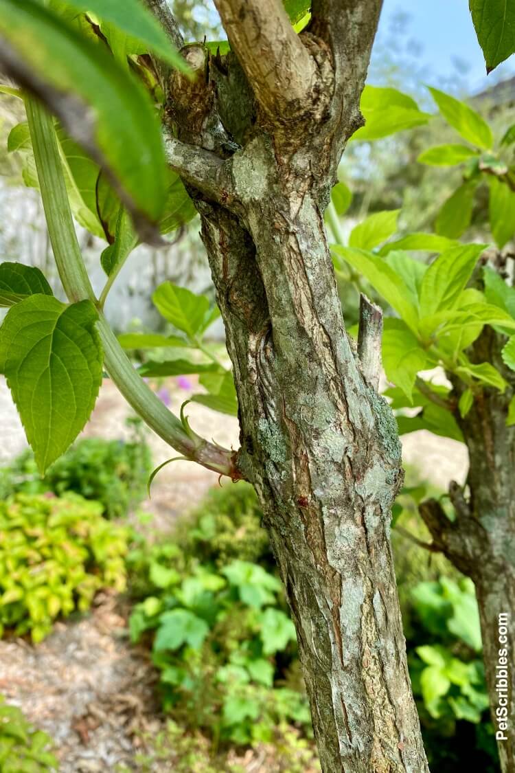 new green stem growth on hydrangea tree after tropical storm damage