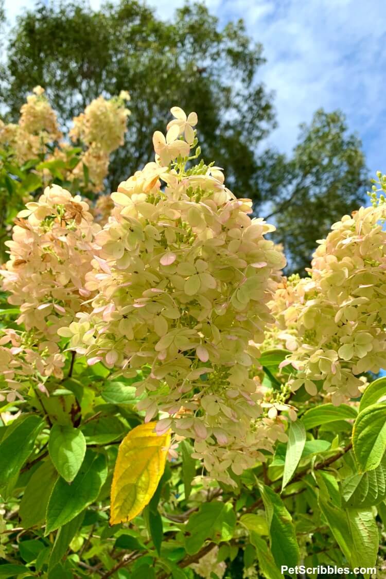 pink and lime flowers of Limelight Hydrangea Tree