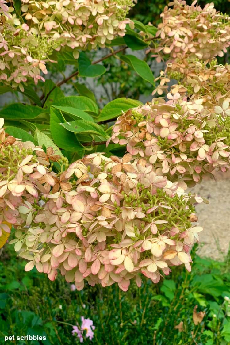 hydrangea flower developing pink tones with some tan as well