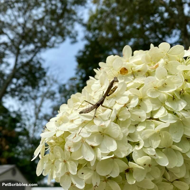 praying mantis on a limelight hydrangea tree flower