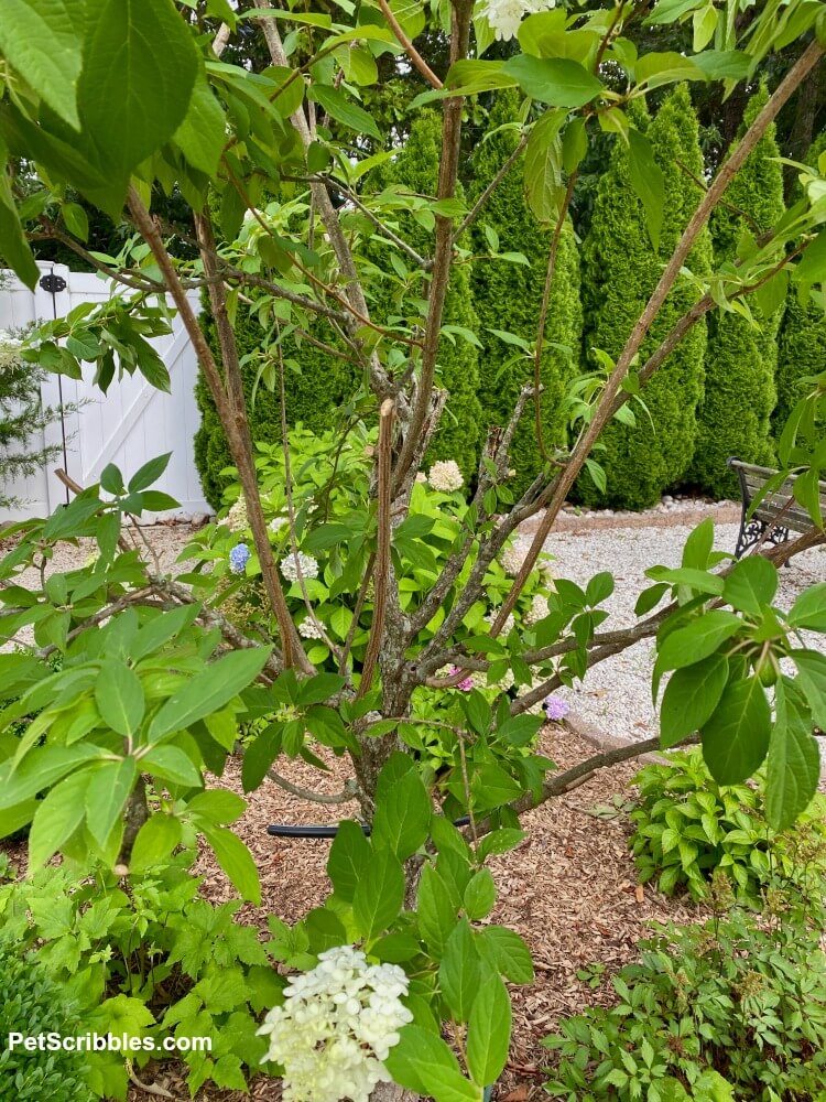 pruned branches on a Limelight Hydrangea Tree