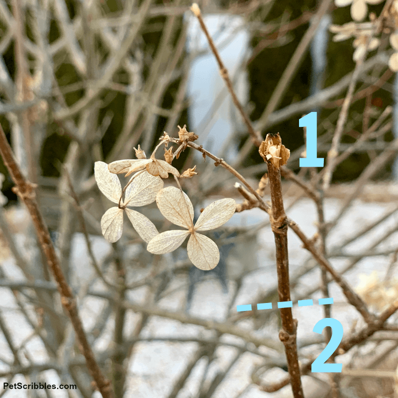 dotted line shows where to prune on hydrangea tree