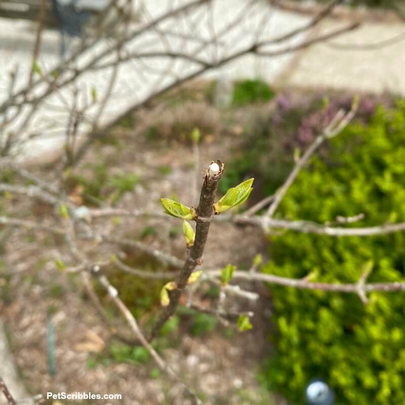 pruned tree branch showing inner bark