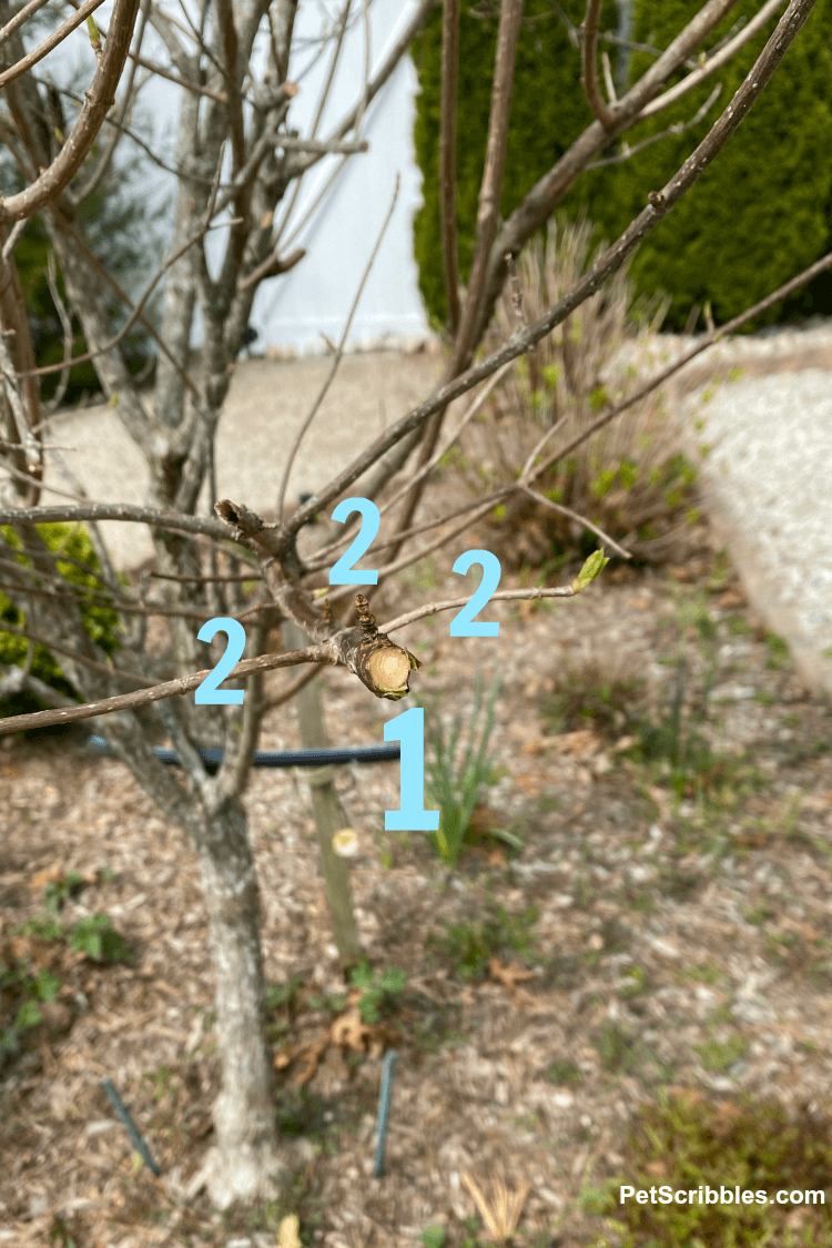 pruning hydrangea tree branches