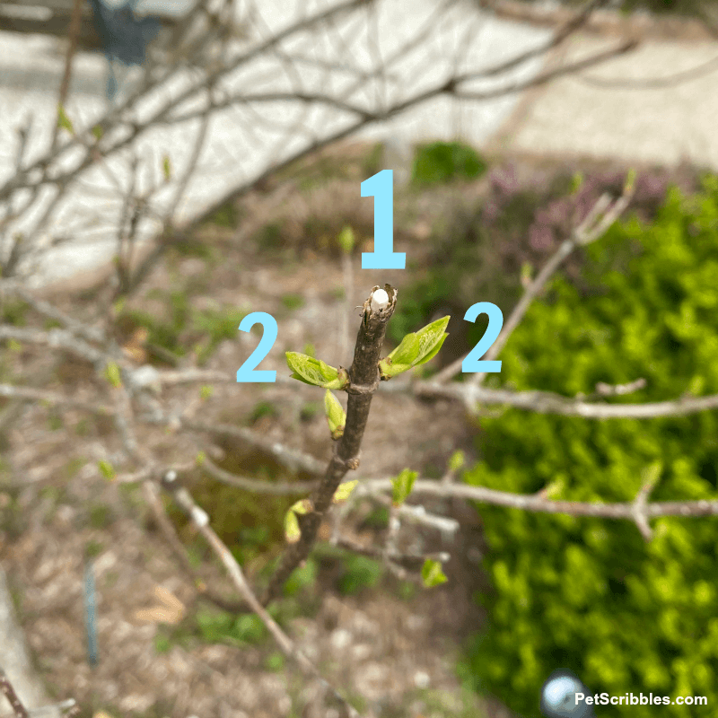 image showing pruned branch with small leaves on each side just below where cut was made