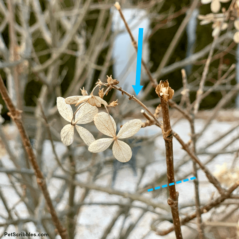 pruning weak stems on hydrangeas