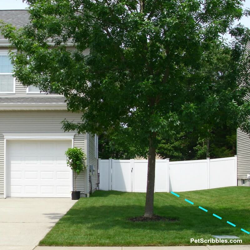 typical front yard of grass with a big tree next to a driveway