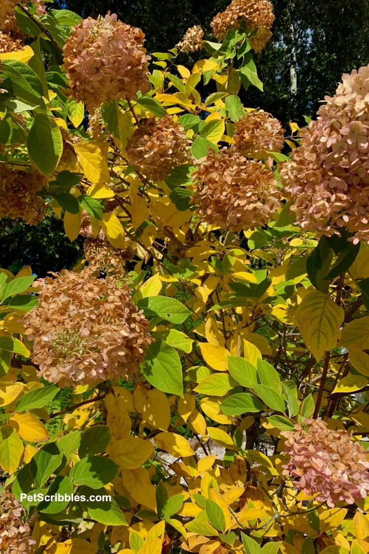 yellow and green limelight hydrangea tree Autumn color