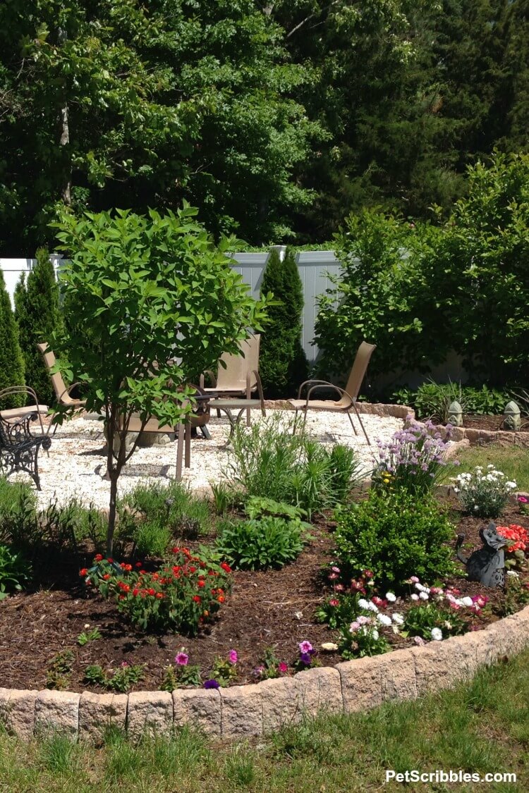 young hydrangea tree in garden bed