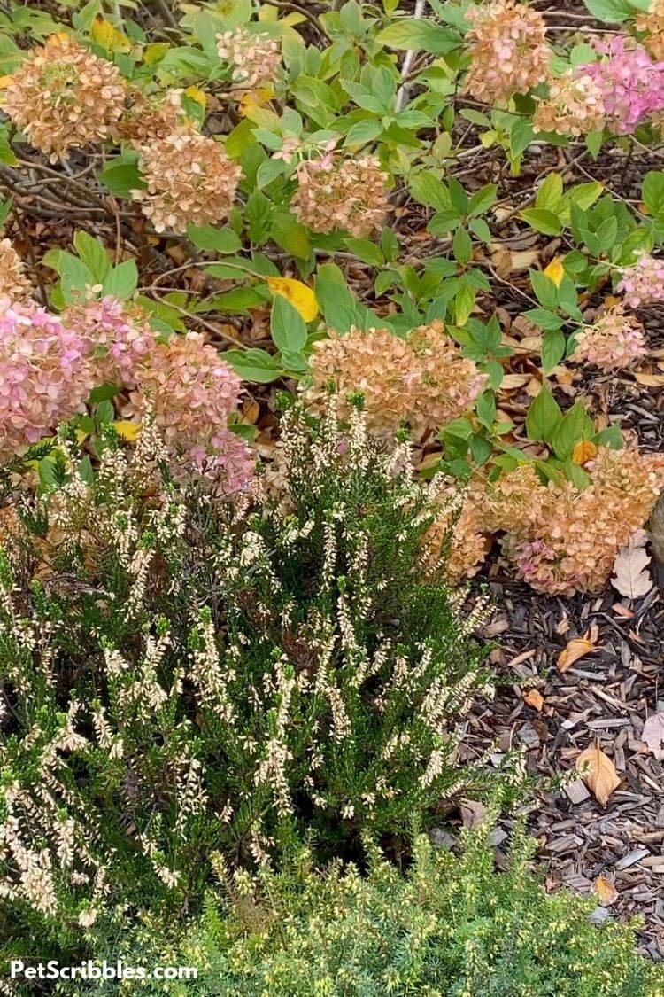 Fall Garden Tour with hydrangeas and white heather in bloom