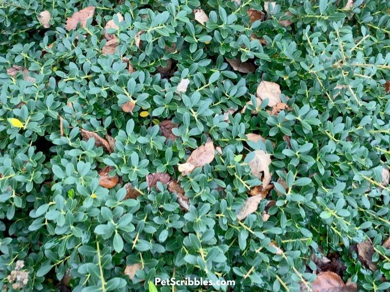 Japanese helleri shrub in Fall