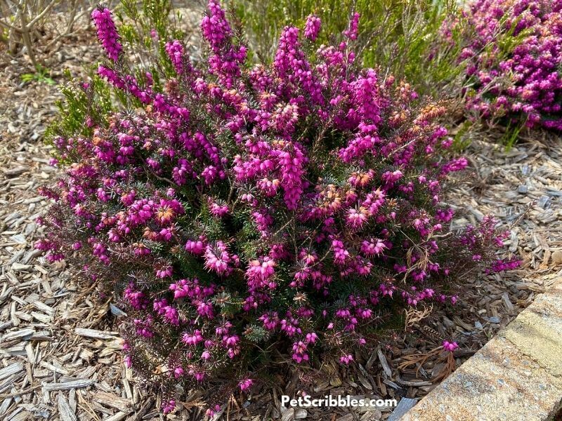 Kramer's Red Winter Heath blooming in Winter