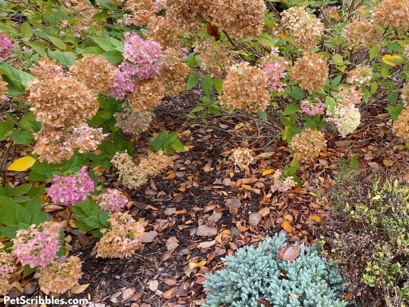 Little Lime Hydrangeas and a Blue Star Juniper in a Fall garden