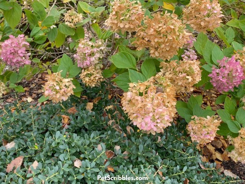 Little Lime Hydrangeas and Japanese Helleri in a Fall garden