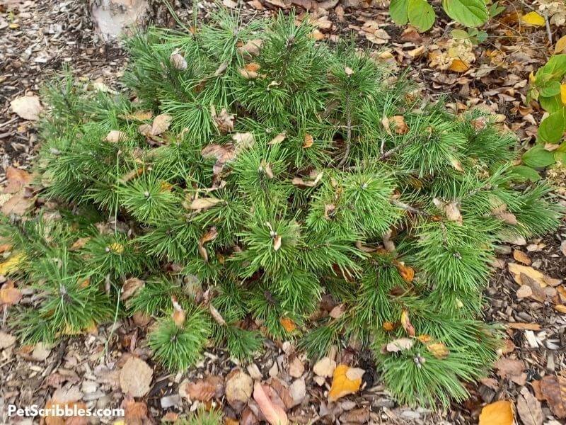 dwarf Mugo pine shrub in Fall