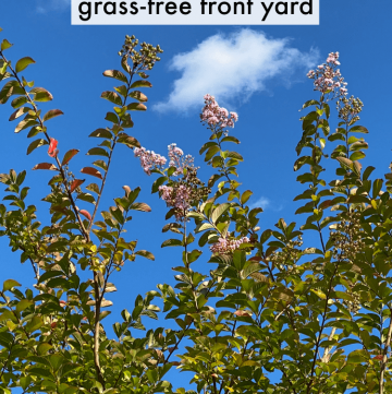 Muskogee Crepe Myrtle Tree against a blue sky with wispy clouds