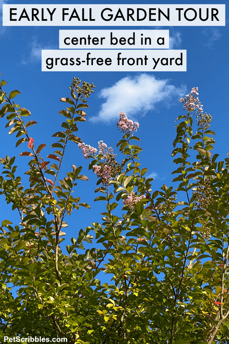 Muskogee Crepe Myrtle Tree against a blue sky with wispy clouds