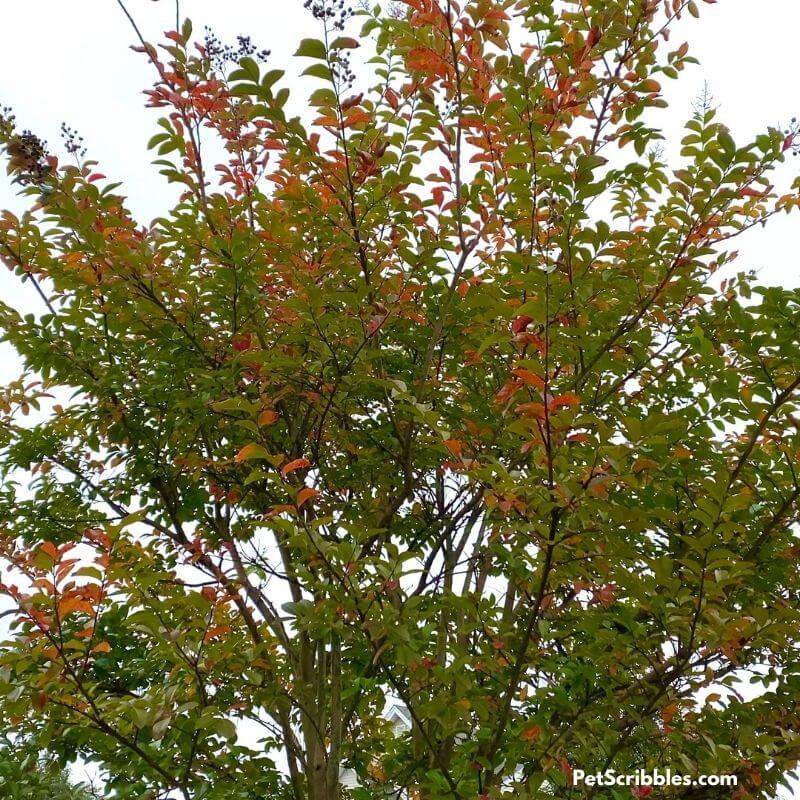 Muskogee crepe myrtle Fall color