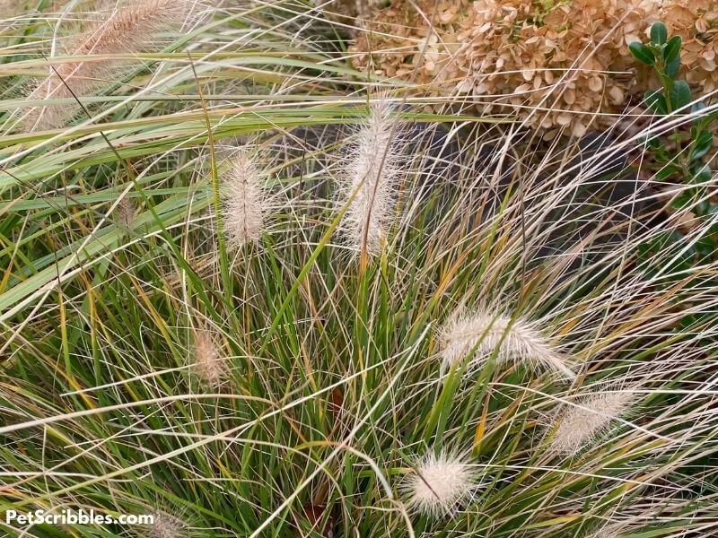 Piglet ornamental grasses on Fall garden tour