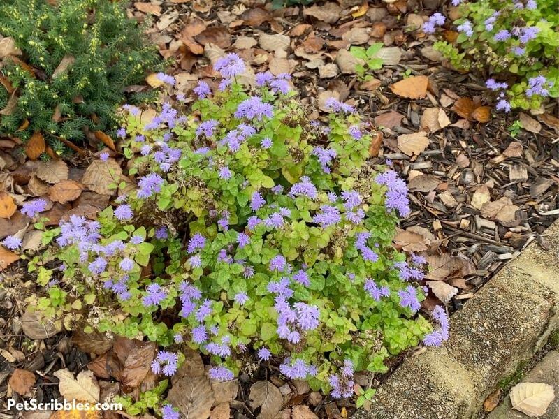 annual Ageratum blooming in Fall